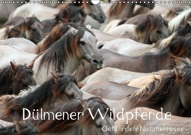 Dülmener Wildpferde - Gefährdete Nutztierrasse (Wandkalender immerwährend DIN A3 quer) - Barbara Mielewczyk