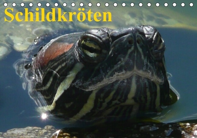 Schildkröten (Tischkalender immerwährend DIN A5 quer)