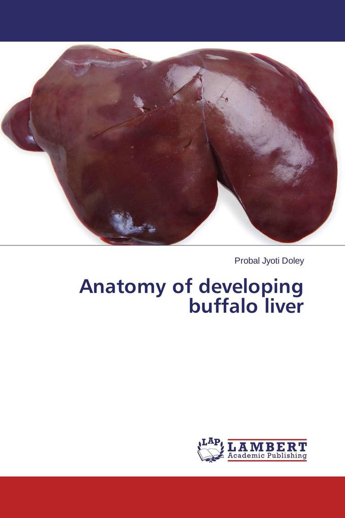Anatomy of developing buffalo liver