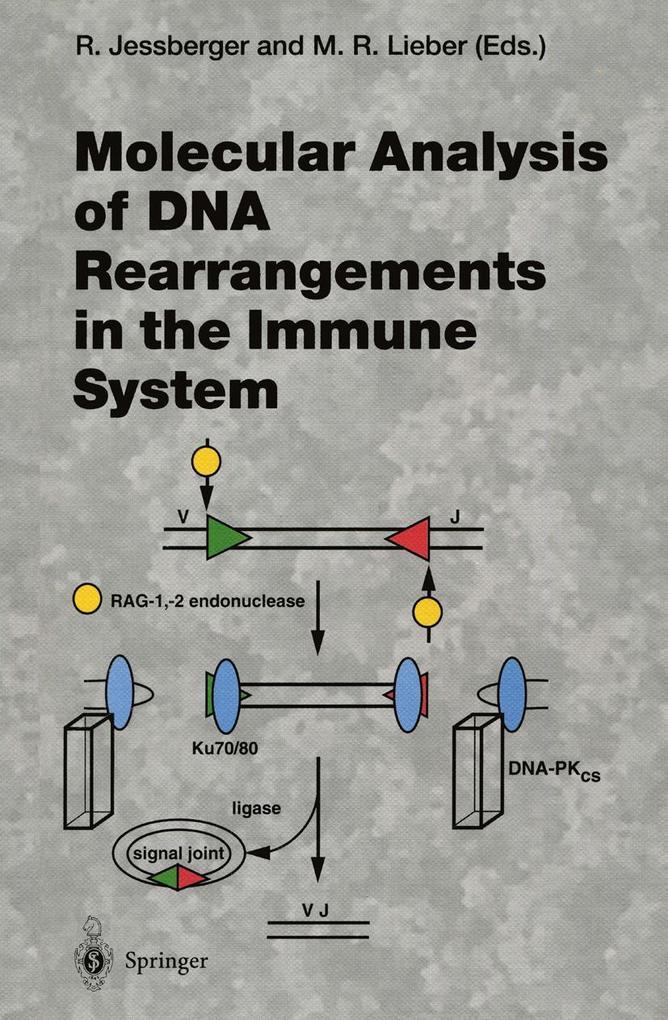 Molecular Analysis of DNA Rearrangements in the Immune System