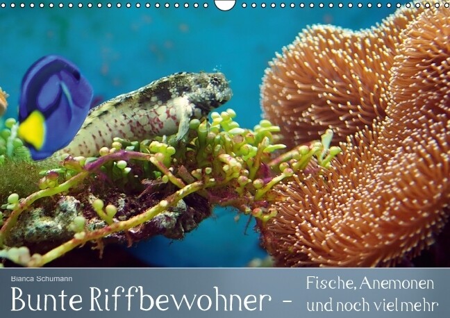 Bunte Riffbewohner - Fische Anemonen und noch viel mehr (Wandkalender immerwährend DIN A3 quer)