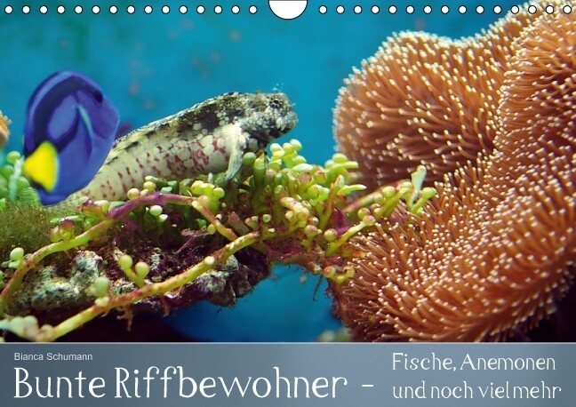 Bunte Riffbewohner - Fische Anemonen und noch viel mehr (Wandkalender immerwährend DIN A4 quer)