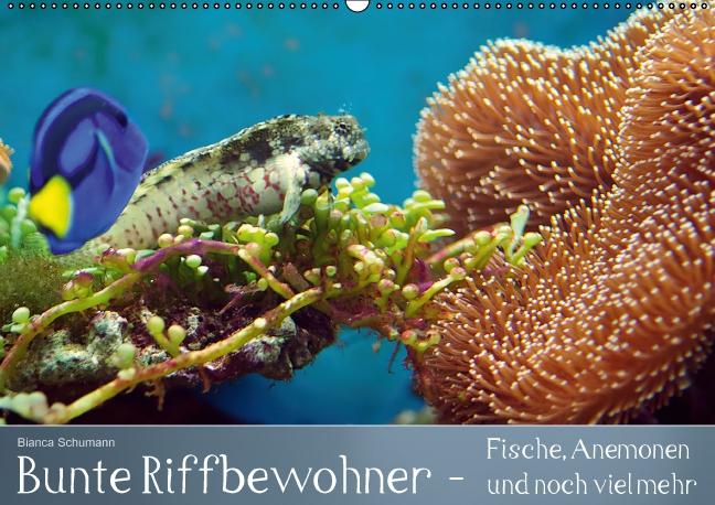 Bunte Riffbewohner - Fische Anemonen und noch viel mehr (Wandkalender immerwährend DIN A2 quer)