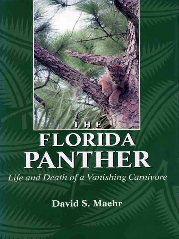 The Florida Panther