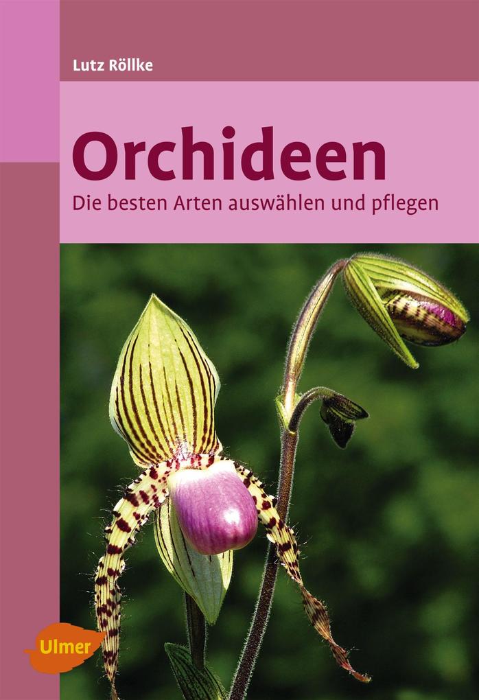 Orchideen: Die besten Arten auswählen und pflegen - Bild 6