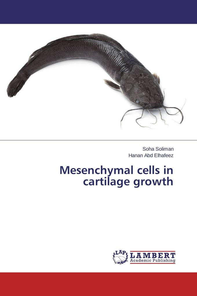 Mesenchymal cells in cartilage growth