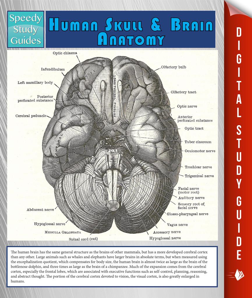 Human Skull And Brain Anatomy (Speedy Study Guide)