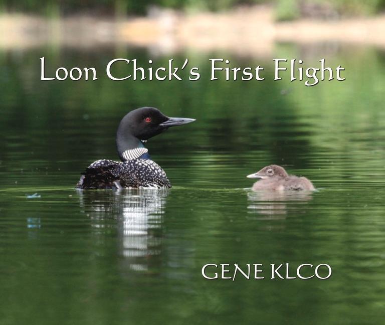 Loon Chick‘s First Flight