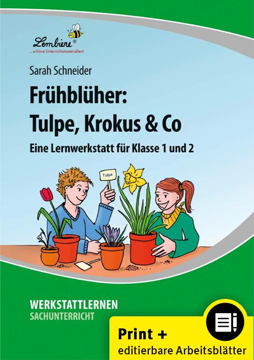 Frühblüher: Tulpe Krokus & Co
