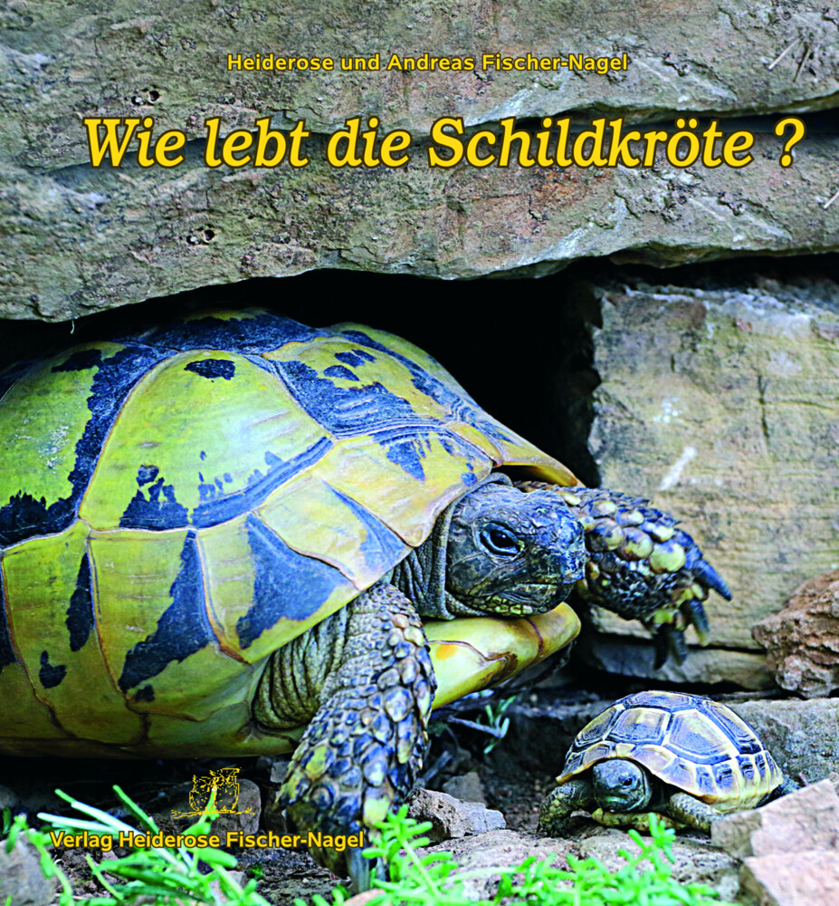 Image of Wie lebt die Schildkröte?