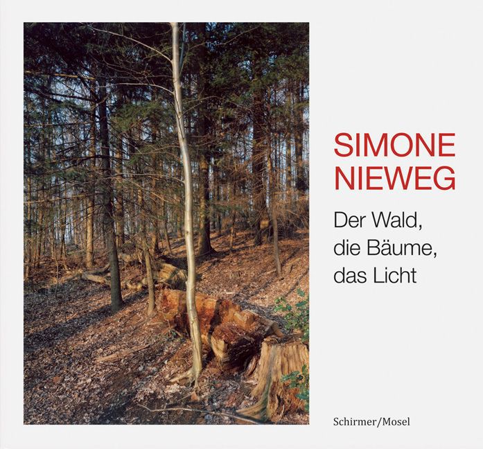 Der Wald die Bäume das Licht