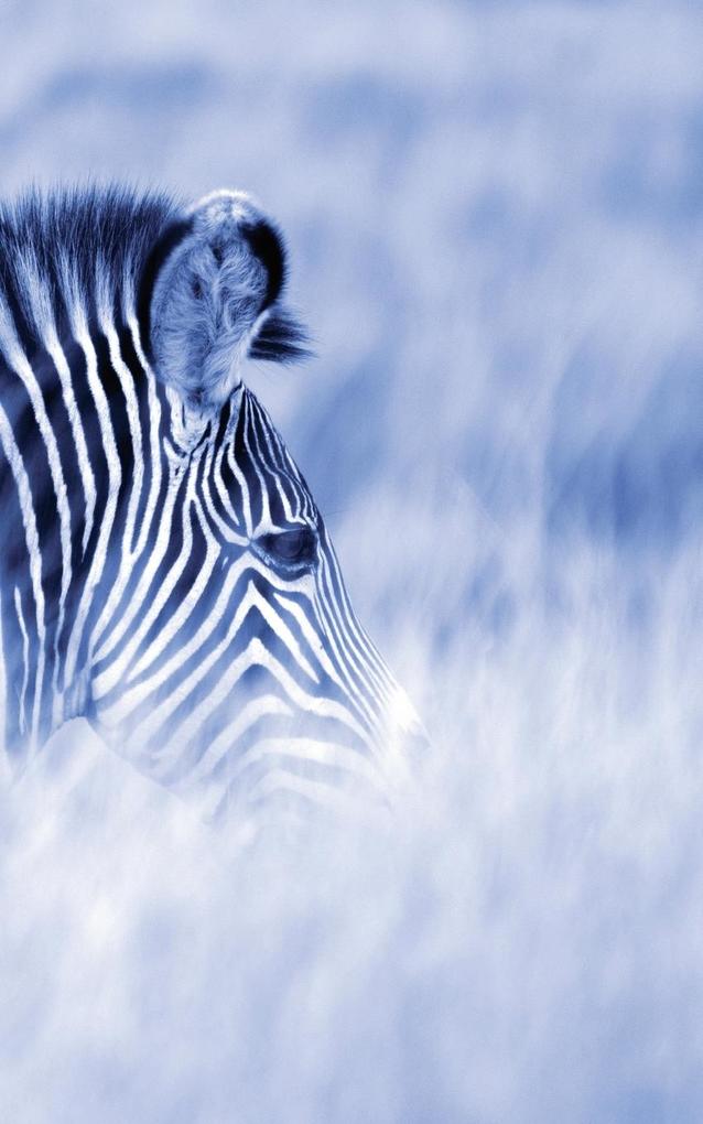 Alive! zebra stripes - Blue duotone - Photo Art Notebooks (5 x 8 series)