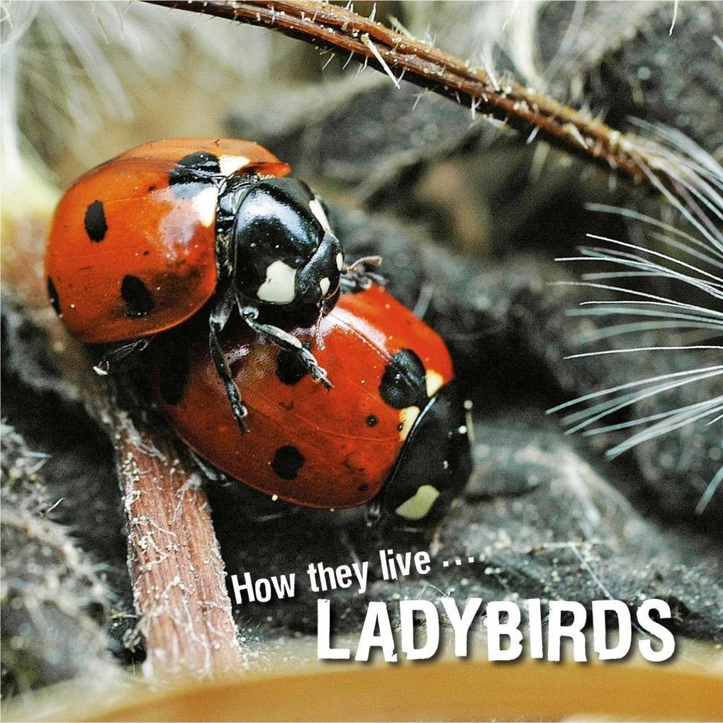 How they live... Ladybirds
