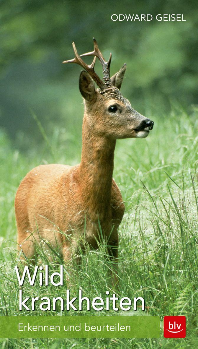 Blv Wildkrankheiten - Bild 4