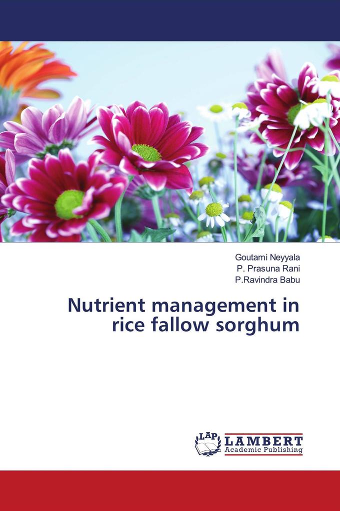Nutrient management in rice fallow sorghum