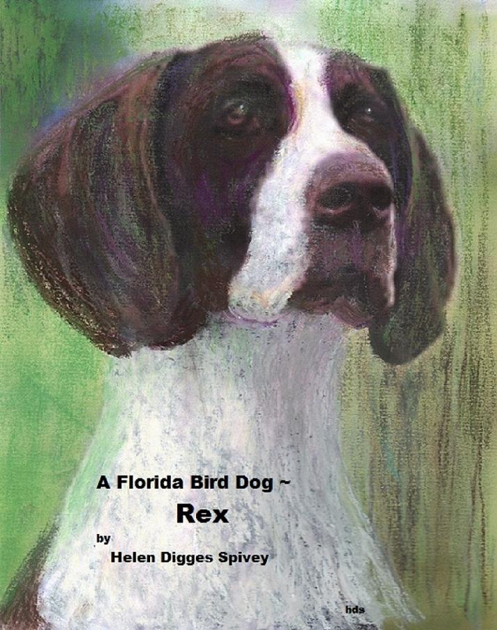 Florida Bird Dog ~ Rex