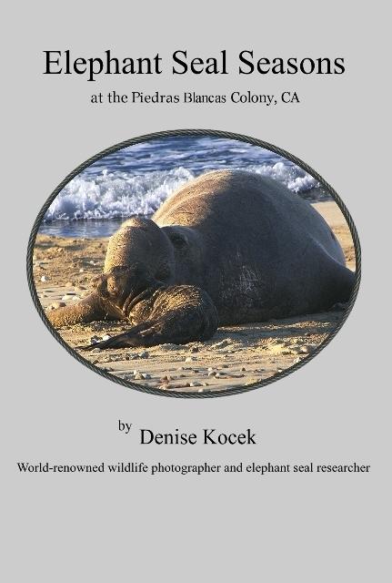 Elephant Seal Seasons at the Piedras Blancas Colony CA