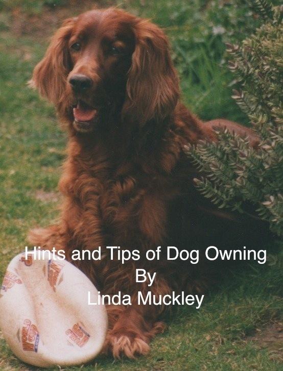 Hints and Tips of Dog Owning