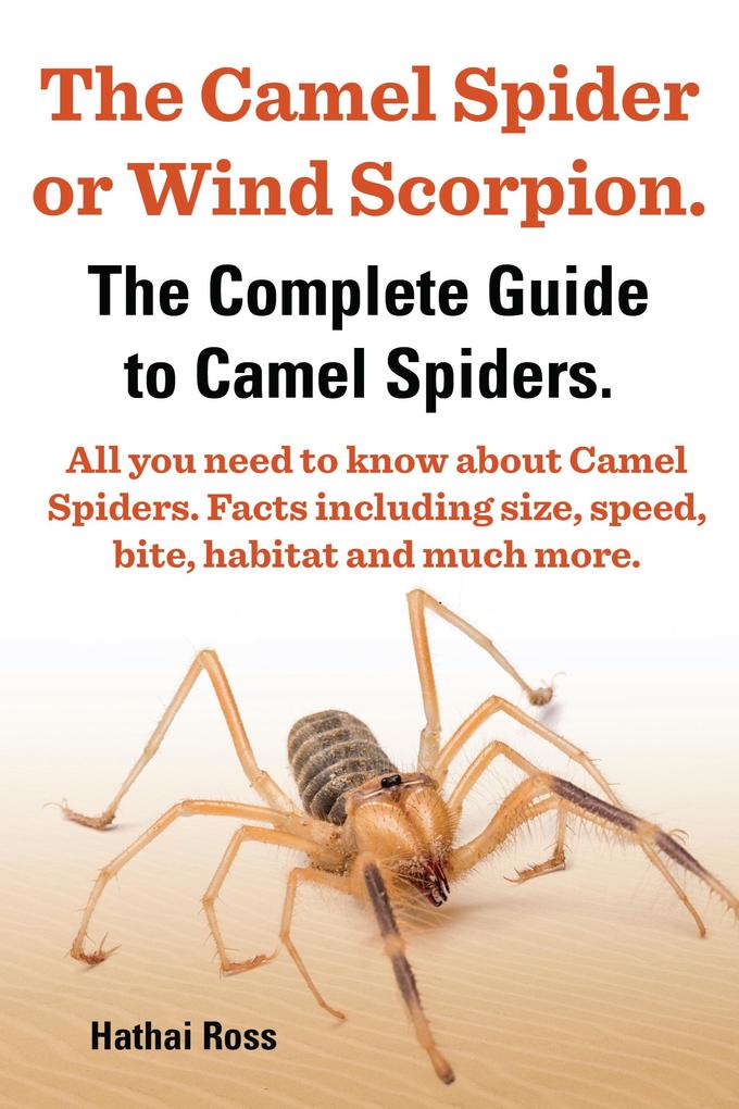 Camel Spider or Wind Scorpion. The Complete Guide to Camel Spiders. All You Need to Know About Camel Spiders. Facts Including Size Speed Bite and Habitat.