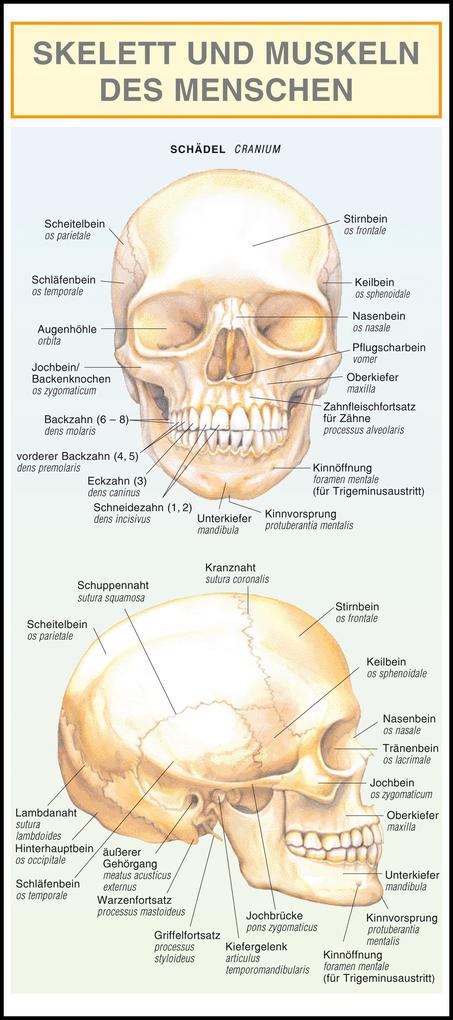 Skelett und Muskeln des Menschen. Leporello-Klappkarte