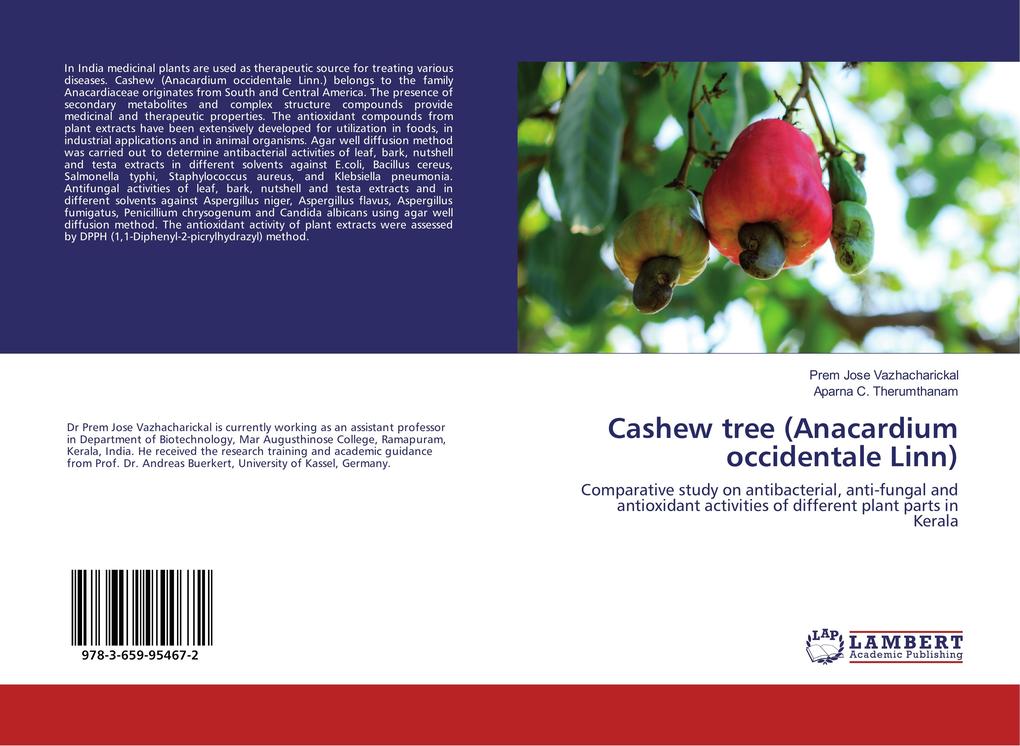 Cashew tree (Anacardium occidentale Linn)