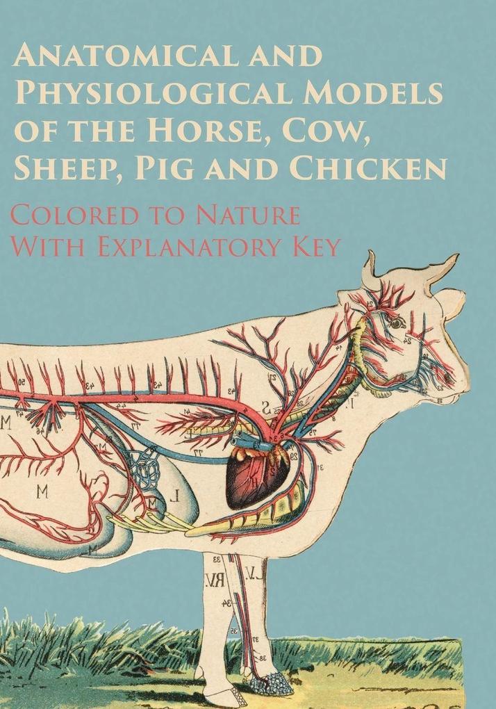 Anatomical and Physiological Models of the Horse Cow Sheep Pig and Chicken - Colored to Nature - With Explanatory Key