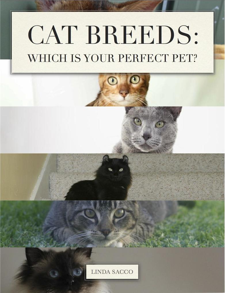 Cat Breeds: Which is Your Perfect Pet?
