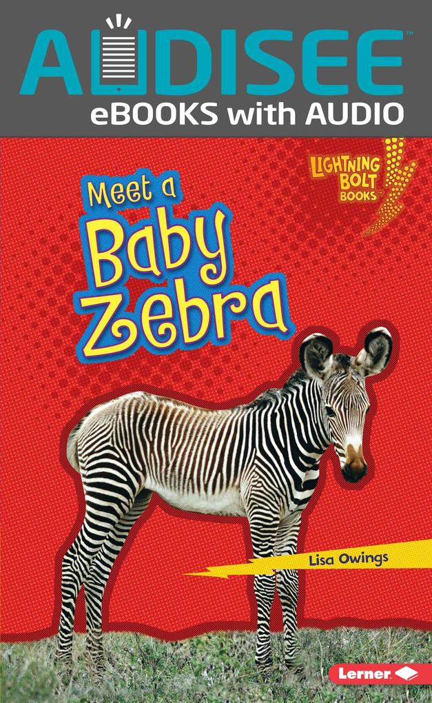 Meet a Baby Zebra