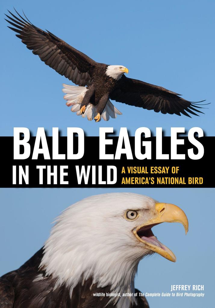 Bald Eagles in the Wild: A Visual Essay of America‘s National Bird