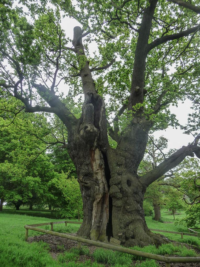 The Old Oak Tree