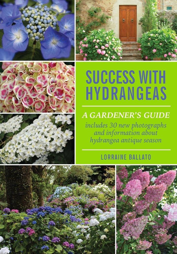 Success With Hydrangeas