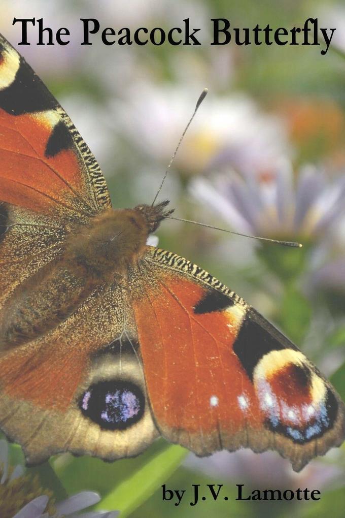 The Peacock Butterfly