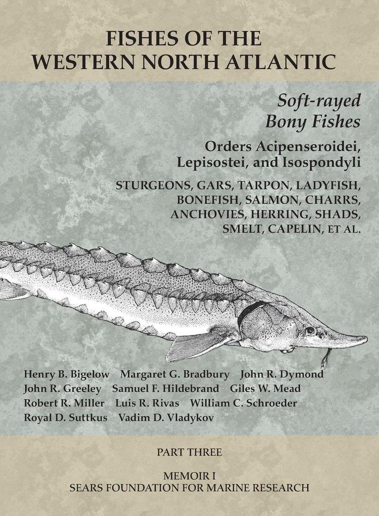 Soft-rayed Bony Fishes