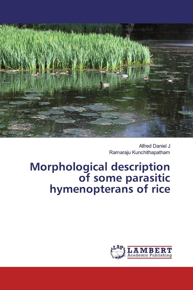 Morphological description of some parasitic hymenopterans of rice