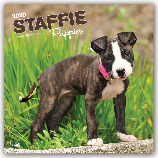 staffordshire-bull-terrier-puppies-2020-square-wall-calendar-eur-14
