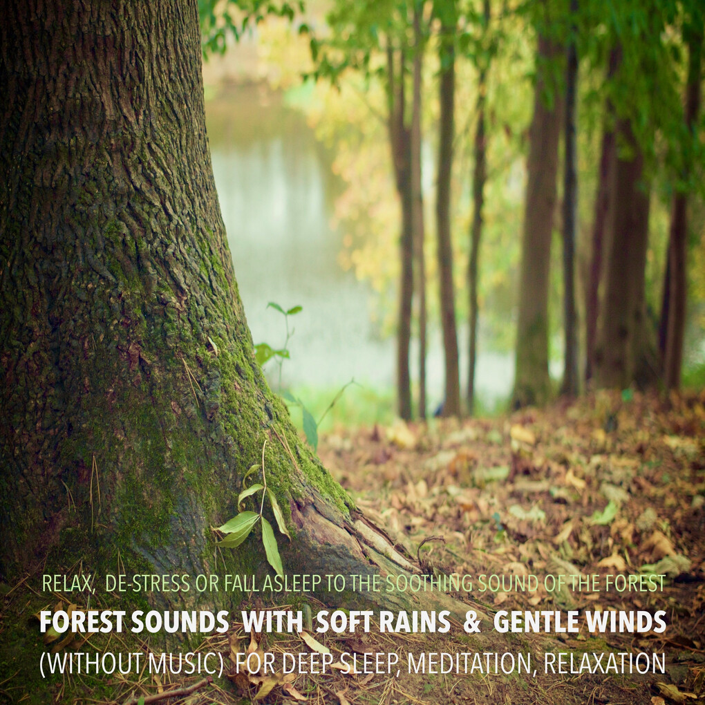 Forest Sounds with Soft Rains & Gentle Winds (without music) for Deep Sleep Meditation Relaxation