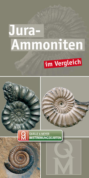 Jura-Ammoniten im Vergleich
