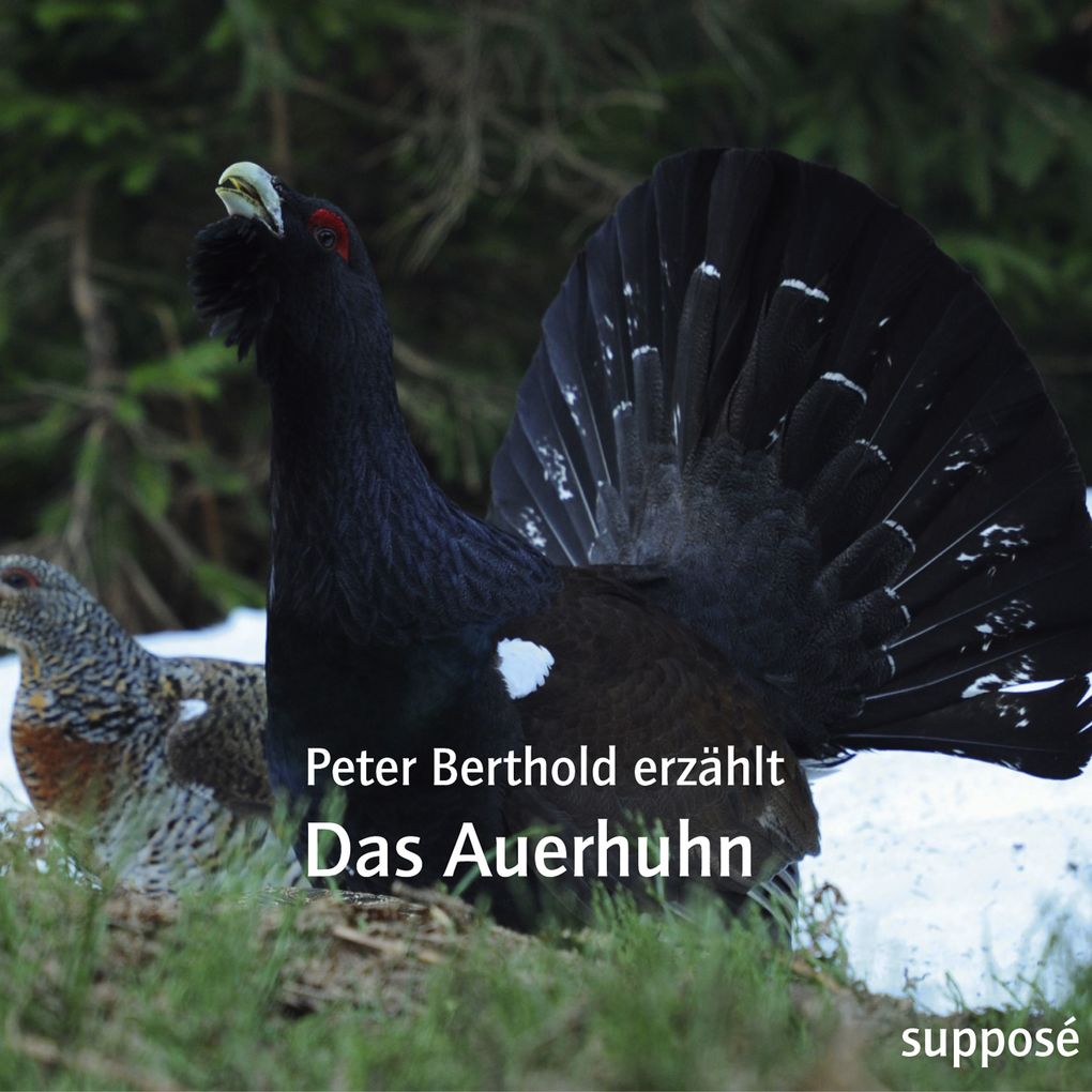 Das Auerhuhn