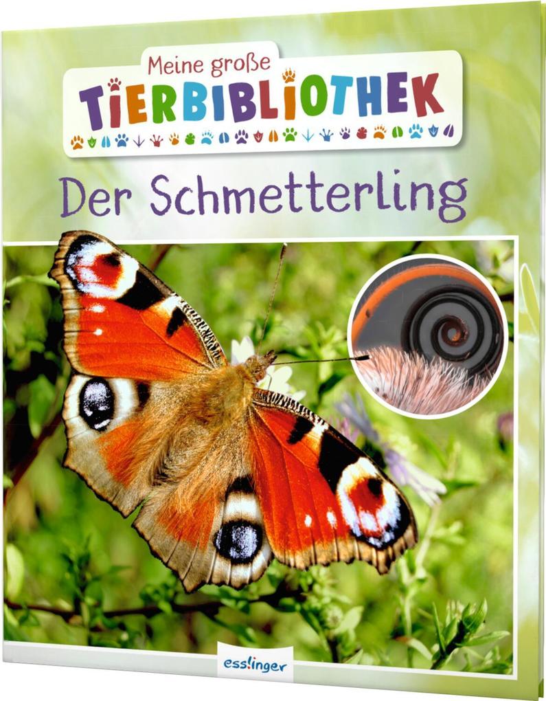 Der Schmetterling - Bild 5
