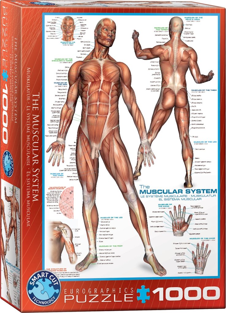 The Muscular System