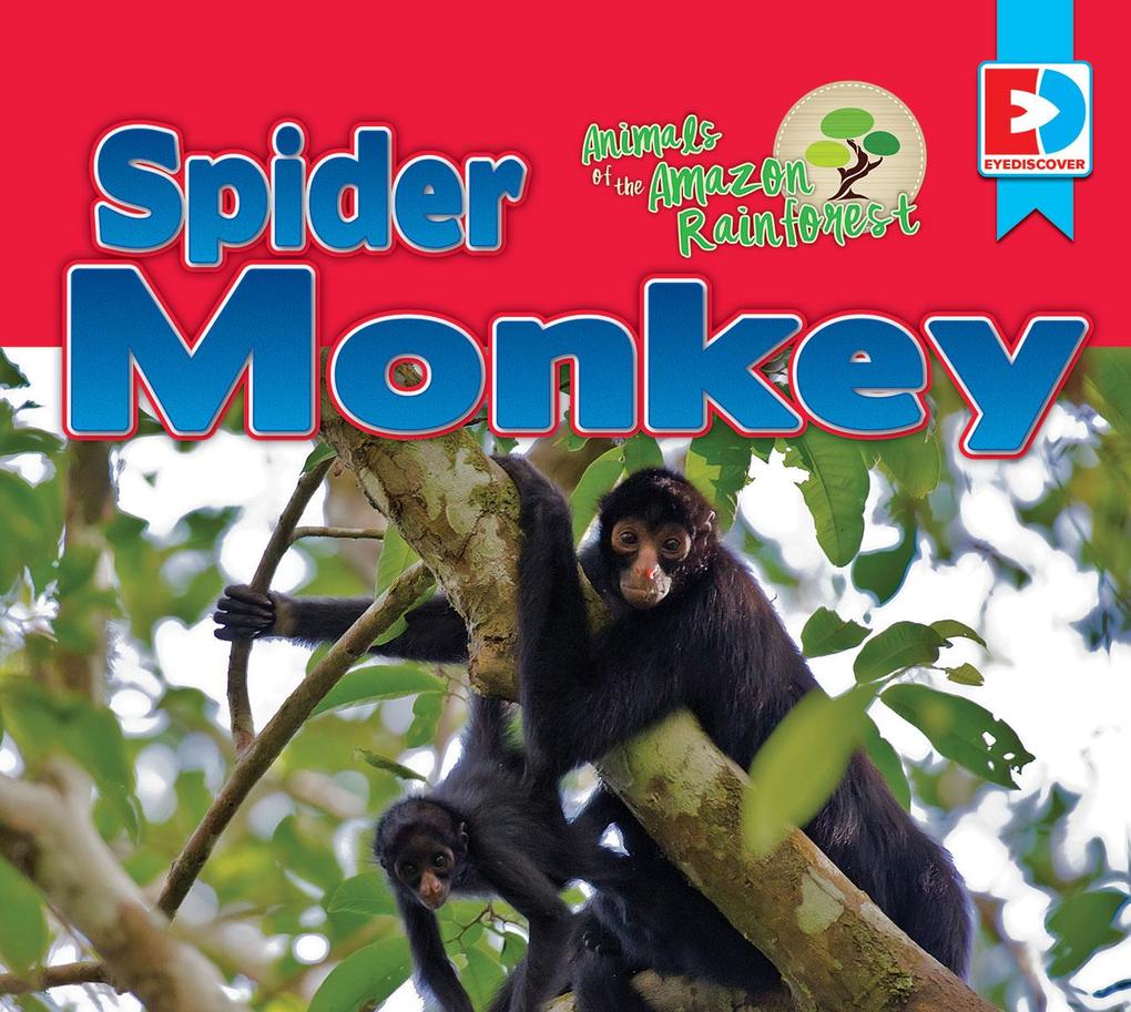 Animals of the Amazon Rainforest: Spider Monkey