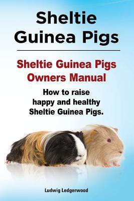 Sheltie Guinea Pigs. Sheltie Guinea Pigs Owners Manual. How to raise happy and healthy Sheltie Guinea Pigs.