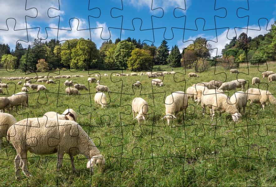 Puzzle-Postkarte Schwäbische Alb Motiv: Schafherde auf Wiese