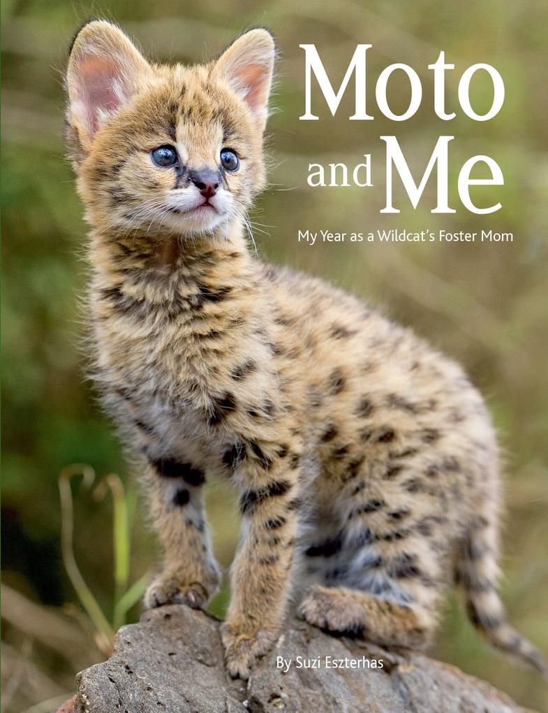 Moto and Me: My Year as a Wildcat‘s Foster Mom