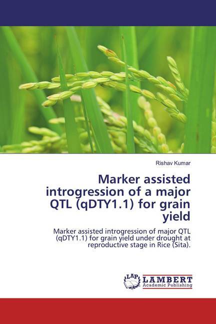 Marker assisted introgression of a major QTL (qDTY1.1) for grain yield