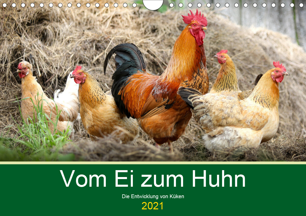 Vom Ei zum Huhn. Die Entwicklung von Küken (Wandkalender ...