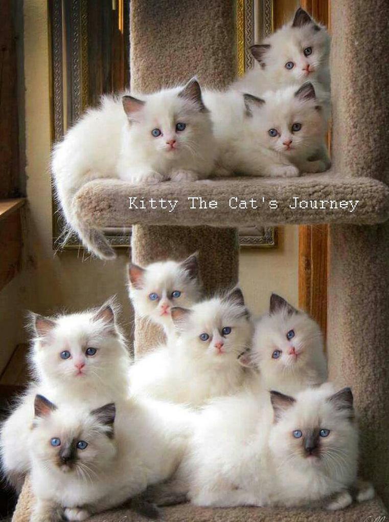 Kitty The Cat‘s Journey
