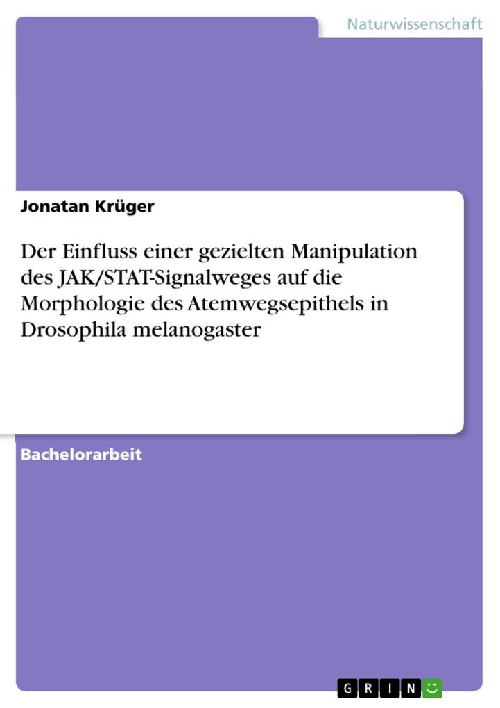 Der Einfluss einer gezielten Manipulation des JAK/STAT-Signalweges auf die Morphologie des Atemwegsepithels in Drosophila melanogaster