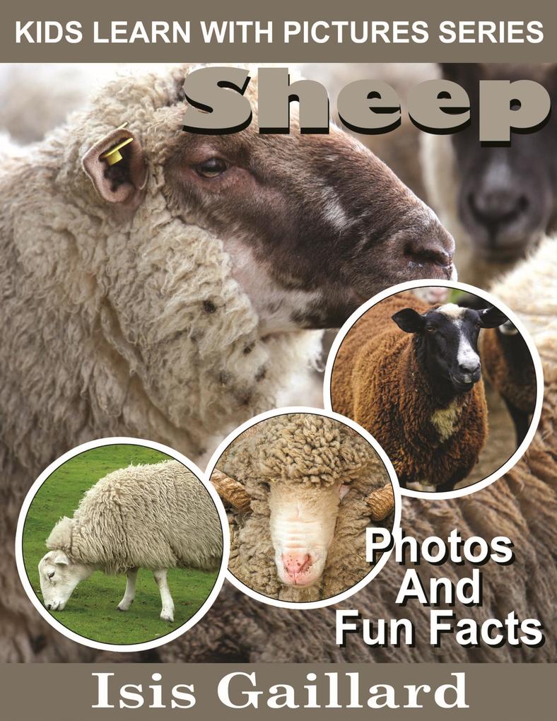 Sheep Photos and Fun Facts for Kids (Kids Learn With Pictures #27)