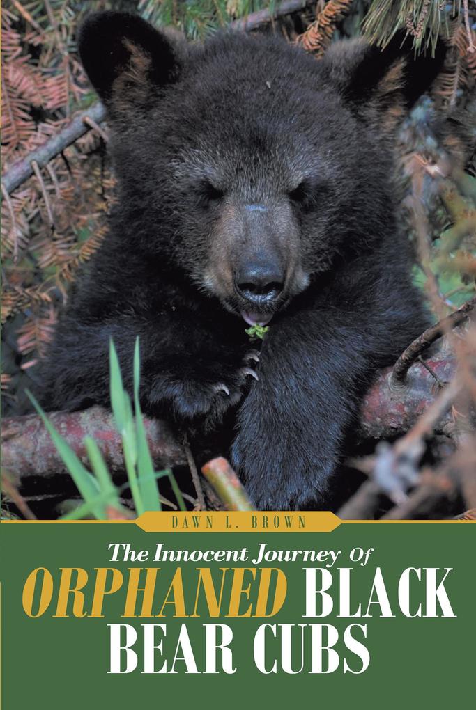 The Innocent Journey of Orphaned Black Bear Cubs